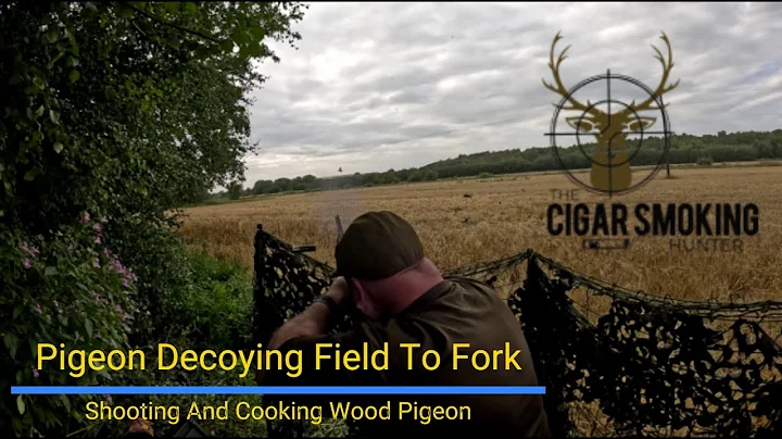 Pigeon Decoying Field To Fork, Shooting And Cooking Wood Pigeon