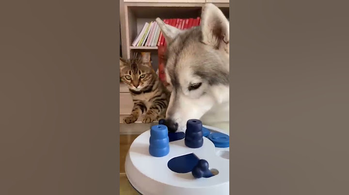 CANE vs GATTO: Chi è il più VELOCE?🤭😮 #gatto #cane #dog #cat #dogchallenge #catchallenge