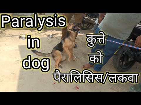 paralysis in dog| पक्षाघात|कुत्ते  को लकवा मार दिया है क्या इलाज करें|@Dr. Alok Vet Club