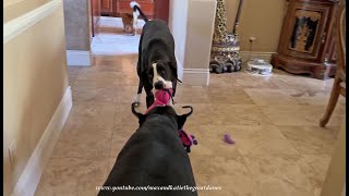 Funny Great Dane Can't Decide  Pester The  Cat or Her Dog Sister