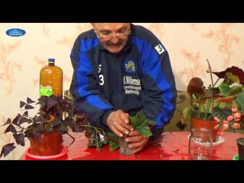 Video: Begonian Jäljentäminen (21 Kuvaa): Miten Begonia Lisääntyy Kotona? Kuinka Istuttaa Ja Juurruttaa Kasvi Oikein?