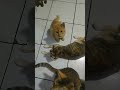 SEKALI KOMANDO MEREKA BERLARIAN KUMPUL PADA TEMOATNYA UTK MAKAN MALAM#SHORT