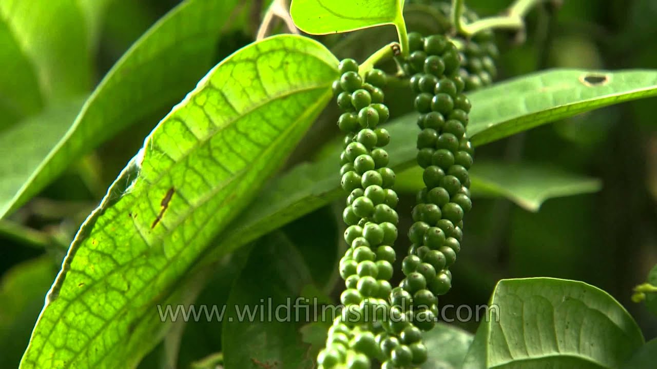 Black Pepper plantation in Karnataka - YouTube