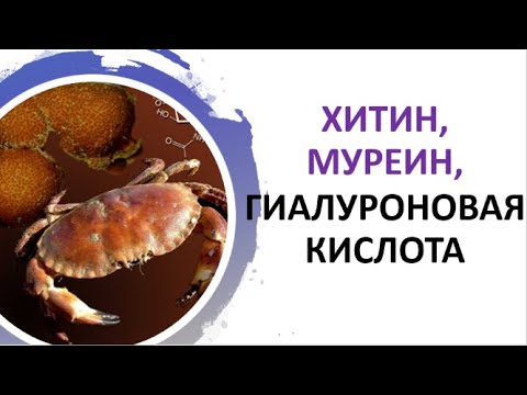 30. Хитин, муреин, гиалуроновая кислота