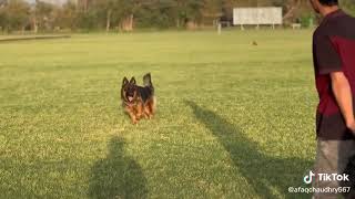 Alsatian and German Shepherd Dogs #dogs by TubiPlus No views 1 month ago 18 seconds