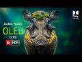 Animal Planet OLED Demo HDR 8K Ultra HD Dolby Vision™ 60fps Test