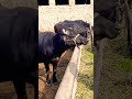 buffalo farming, buffalo talaab, buffalo cartoon, bhains wala cartoon,#buffalo #cow #animals