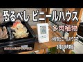 【ガーデニングＤＩＹ】小型ビニールハウスで寒波対策しました。冬の水やりは水温に注意しています。