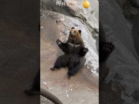 餌をねだるヒグマ