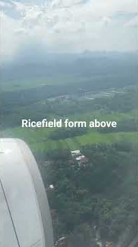ricefield jalan tengah
