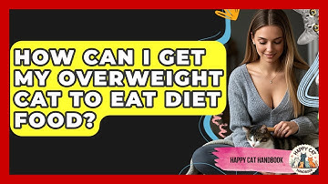 How Can I Get My Overweight Cat To Eat Diet Food? - Happy Cat Handbook