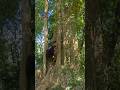 catching something in a large, haunted tree #shortvideo
