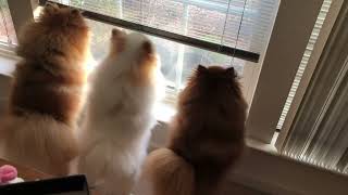 pomeranian dog's barking Sounds | Barking outdoor Pomeranian