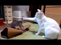 ついに新入り子猫と先住猫ぽてとが直接対面！２匹の反応は！？
