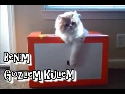 KEDİ DENEYLERİ: Kutudaki Delik :)