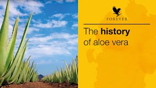 The History of Aloe Vera | Forever Living UK & Ireland