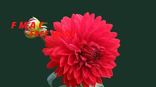 Noodles - Another Kid.(NO copyright _ROYALTY free) F,m,a,c Release