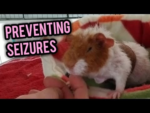 Scotty&rsquo;s Animals Nails | Preventing Seizures in Guinea Pigs with Mange. |