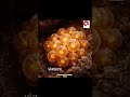 This Creature Melts Into Liquid… Then Becomes Something New
