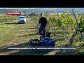 Начинающие виноделы из СевГУ впервые выехали на виноградники собирать урожай