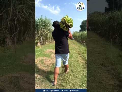 Organic Farming क्या है? 🌱 | बिना केमिकल के खेती कैसे होती है 😳