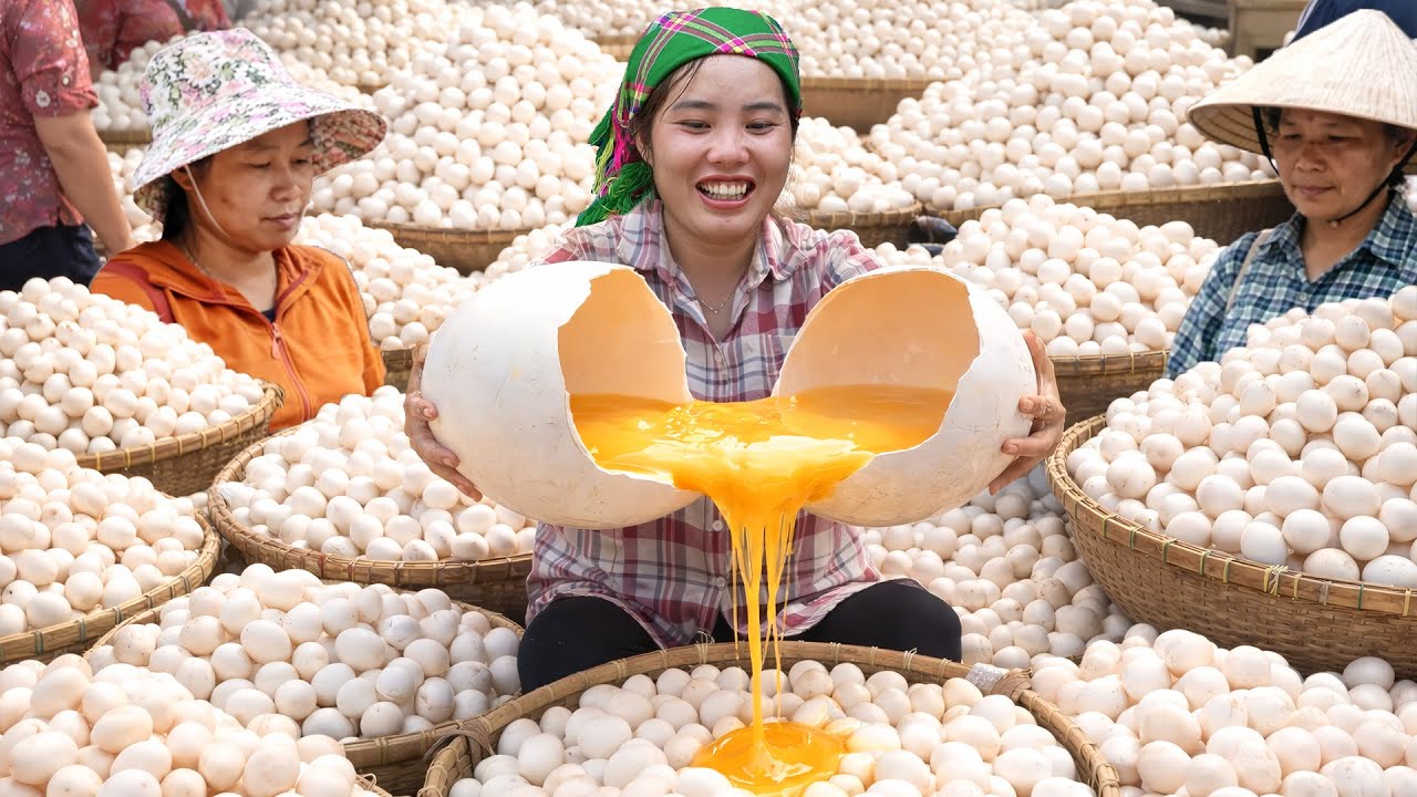 Harvesting 1000 Duck Eggs to Sell at the Market - Cooking Lunch with Eggs with Single mom