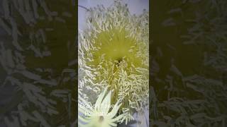 Dragon flower Pollination at Midnight.. Flowers bloom at night #shorts #pollination #flowers