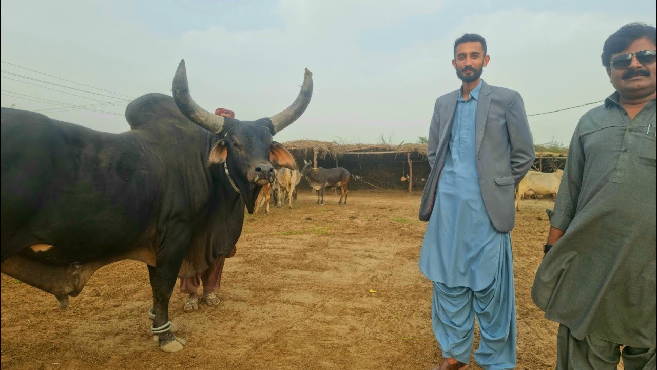 World Record 25 Kg Milking Kankrej Cow| Complete Documentary