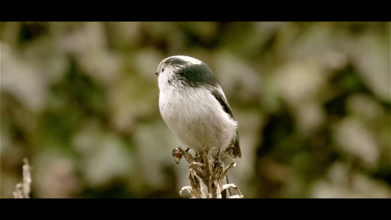 Camilla Dreef kijkt vogels op Texel met haar nieuwe verrekijker  | Vogelbescherming Nederland