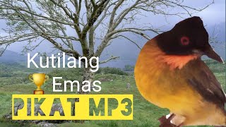 kutilang emas pikat Mp3