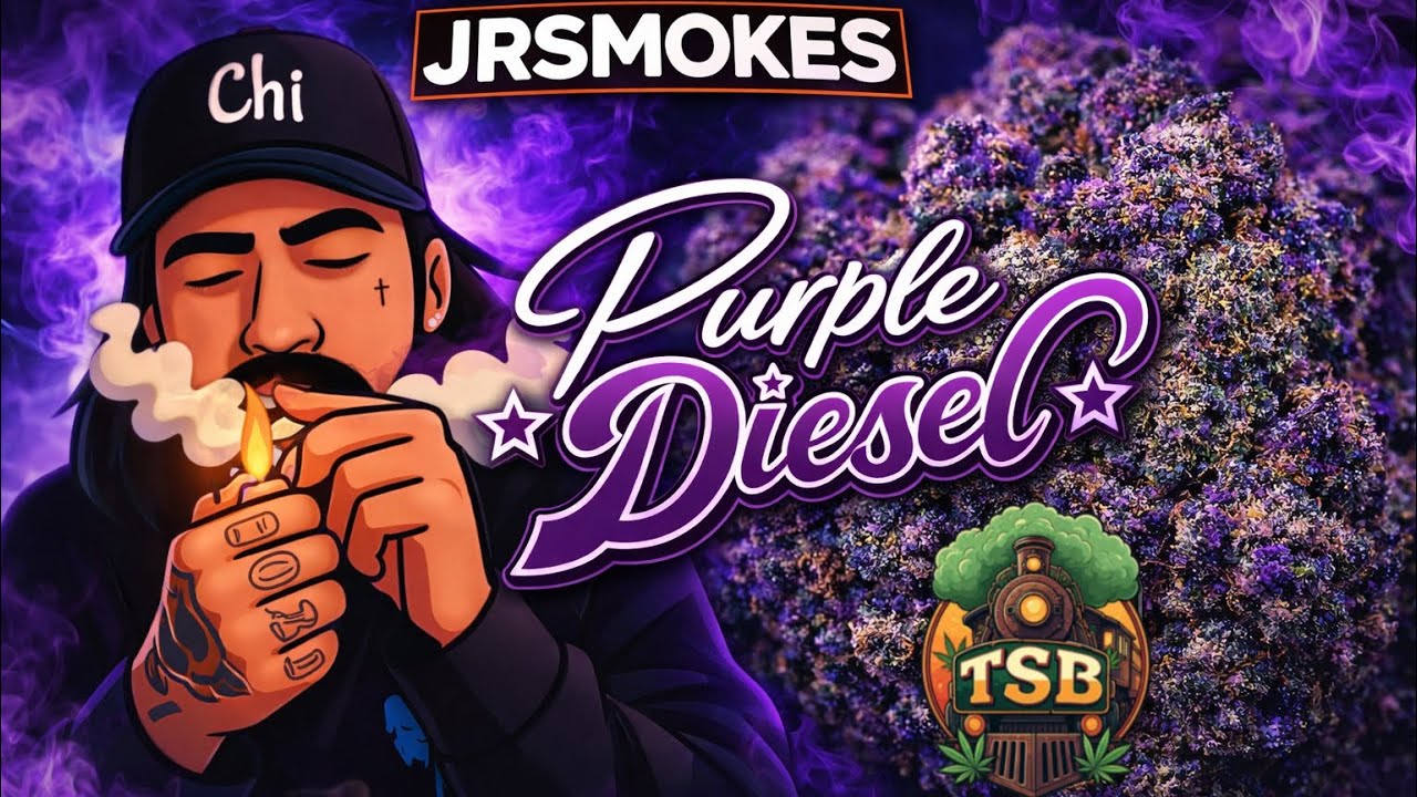 Thca small buds🍃Purple Diesel⛽️similar to sugar runtz? 👀💨