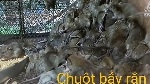 bán chuột bẫy rắn ae nào càn.alo.0345673080