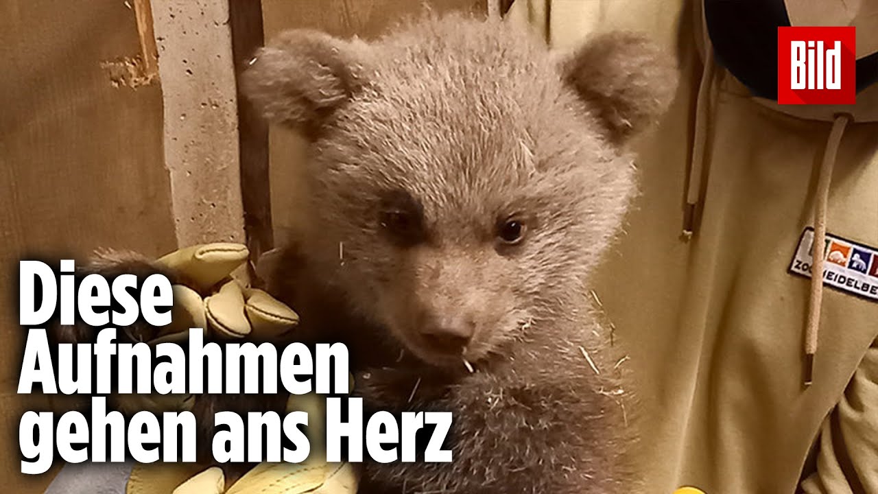 Heidelberger Zoo: Erste Aufnahmen von Bären-Baby Merle