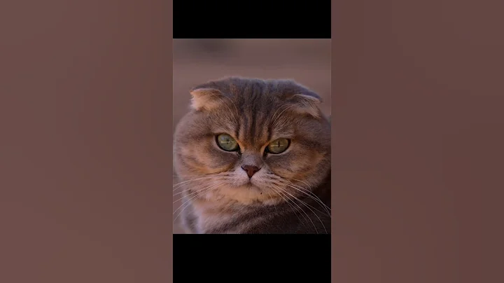 Video 10933171: scottish fold cat, scottishfold cat