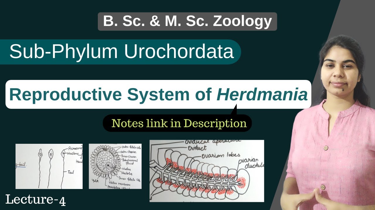 Herdmania Reproductive System Of Herdmania In Hindi B Sc M herdmania-reproductive-system-of-herdmania-in-hindi-b-sc-m