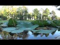 Water lilies in villa salviati florence part 1  slow tv