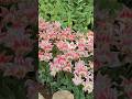 Garden of tulip so cute
