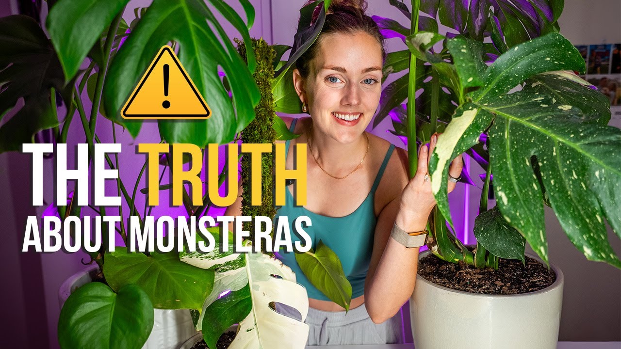 Как правильно выращивать монстеру