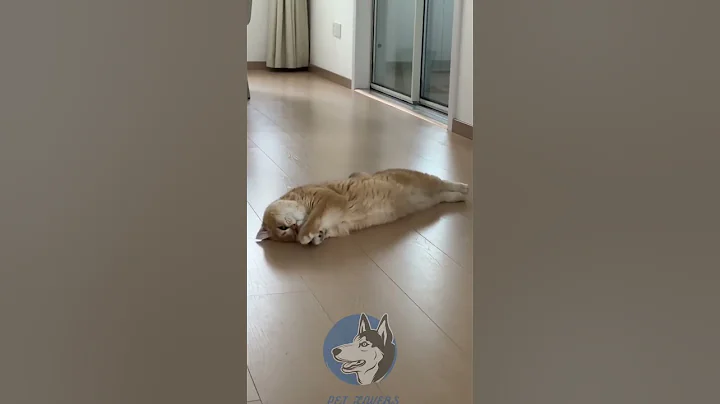 Video 4805061: adorable golden british shorthair, little kitten meowing, pet lover, sleepy kitten, cutest cats