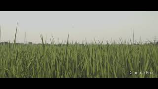 Sony Xperia 1 III - Looks in Cinema Pro screenshot 1