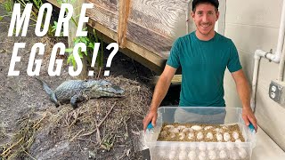 Collecting Caiman Eggs AT NIGHT!! (Plus Future Goals)