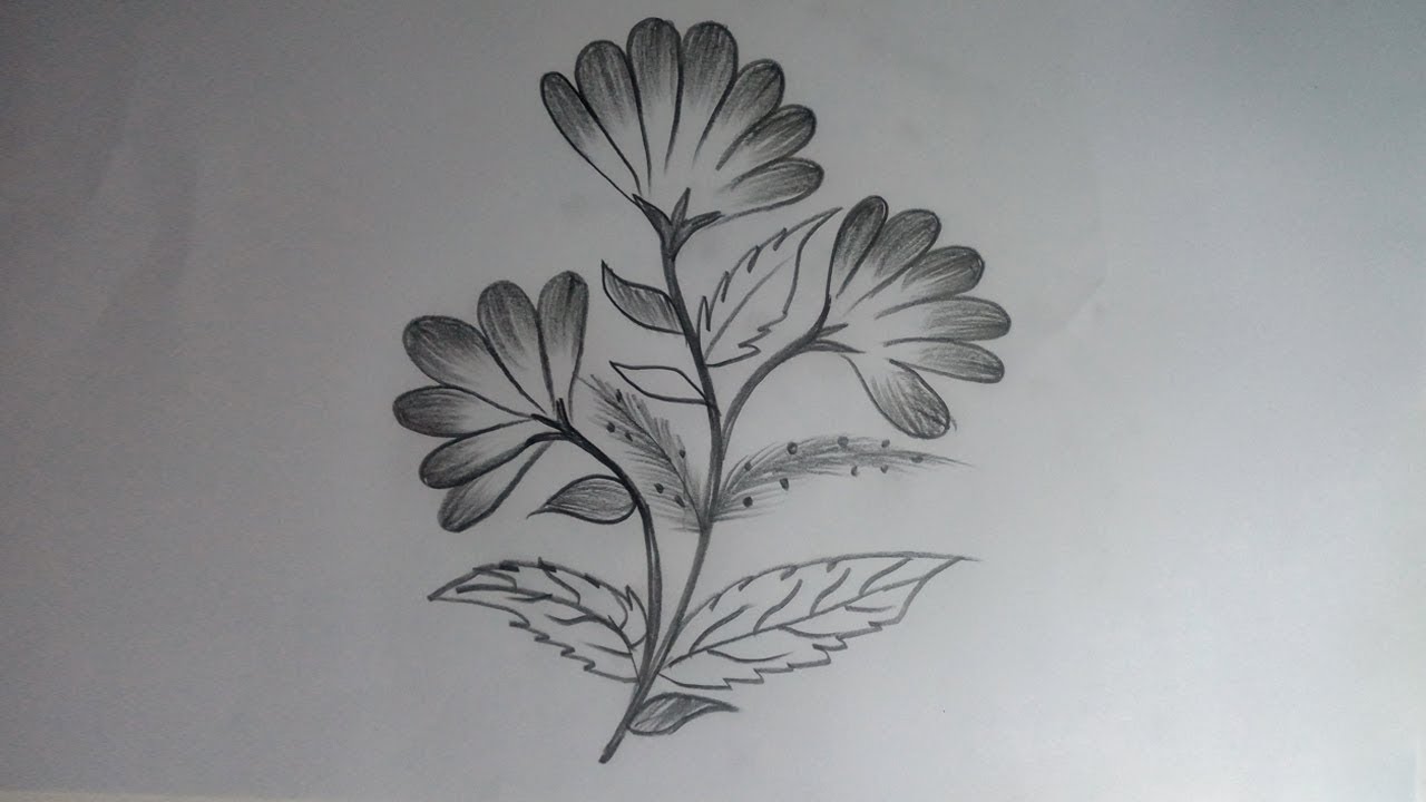 20+ New For Easy Pencil Shading Drawings Of Flowers - Mariam Finlayson