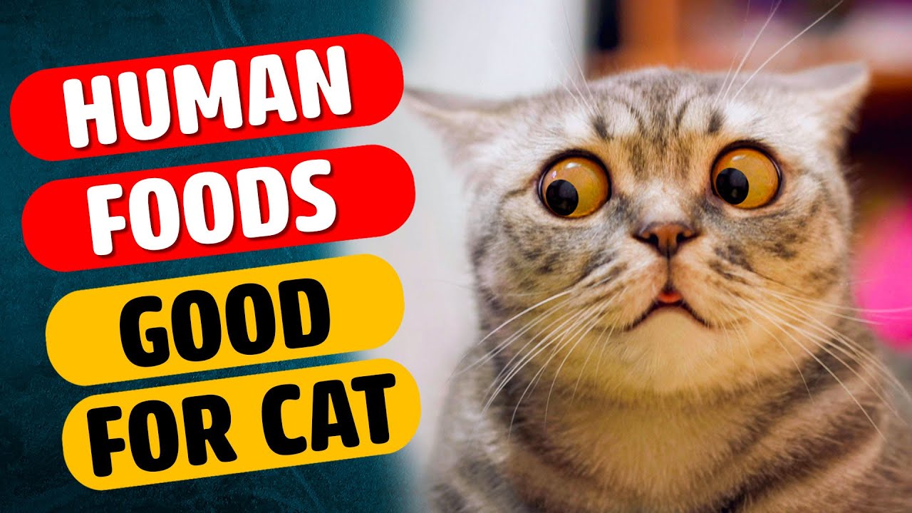 Best Human Foods that Are Actually Good for Cats YouTube