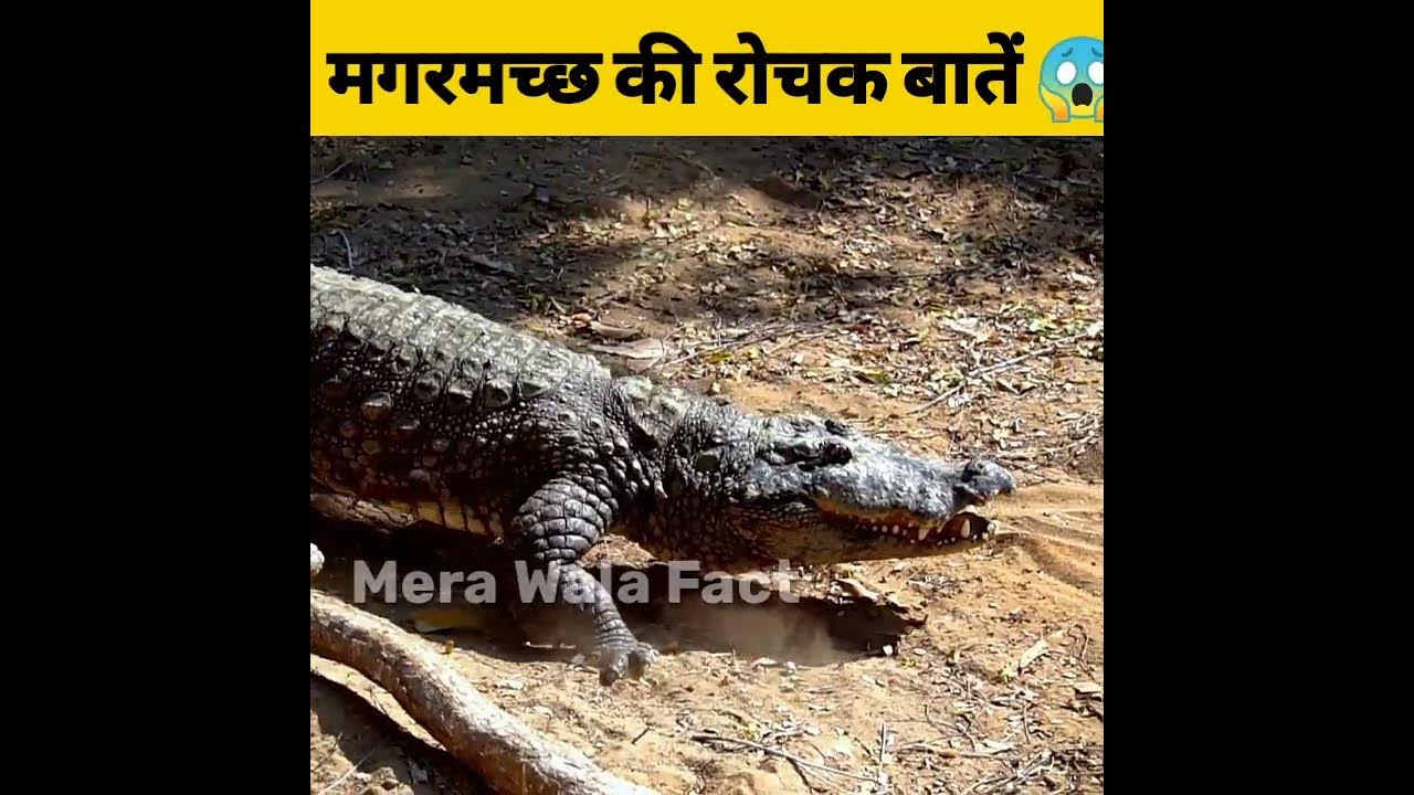 Amazing Facts About Crocodile in hindi 😱|#facts #shorts - YouTube