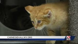 Carnegie Hall and Greenbrier Humane Society partner to host Kitten Yoga on August 22