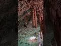 3 Cenotes: belleza natural escondida en #Yucatán #MVSNoticiasYucatán