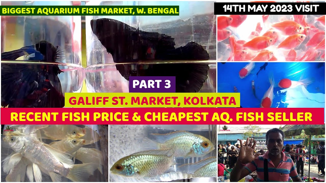 Recent Week All Aquarium Fish Price UpdateGaliff Street Cheapest