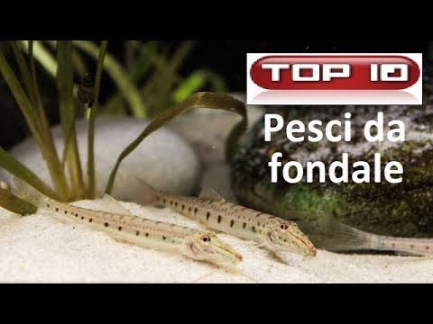 Video: Scegliere Cobitidi E Viti Senza Pretese