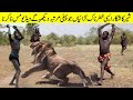 Crocodile vs Lion Who Is Real King Of Jungle | YELLOW