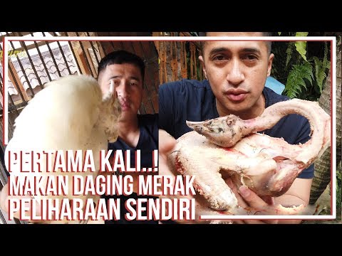 Video: Adakah burung merak akan makan goreng?